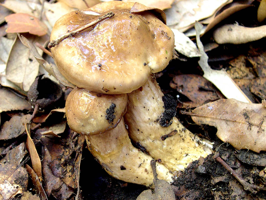 Hygrophorus persoonii (= H. dichrous).